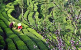Qingming Festivali öncesi Çin’de çay üretimi tüm hızıyla devam ediyor