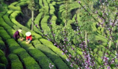 Qingming Festivali öncesi Çin’de çay üretimi tüm hızıyla devam ediyor