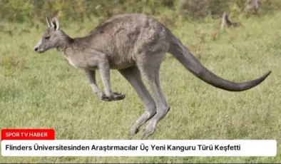 Flinders Üniversitesinden Araştırmacılar Üç Yeni Kanguru Türü Keşfetti