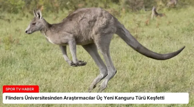 Flinders Üniversitesinden Araştırmacılar Üç Yeni Kanguru Türü Keşfetti